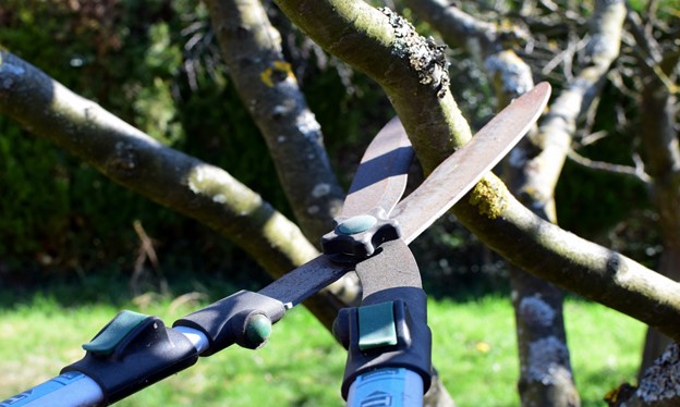 Hand Pruners, Saws, and Loppers