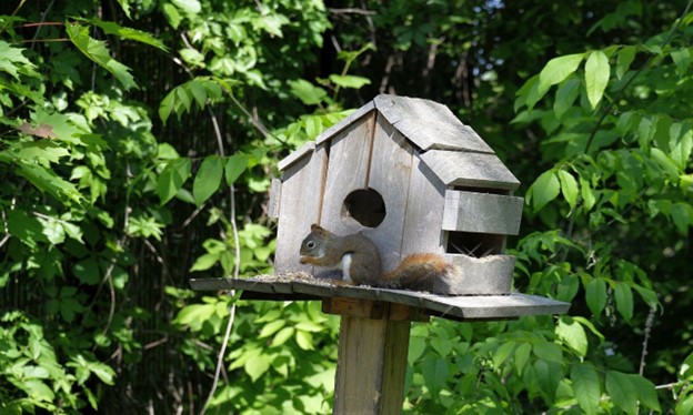 Squirrel feeders