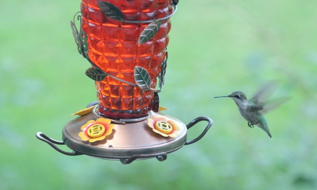 Hummingbird feeders