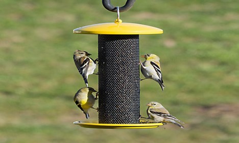 Nyjer &amp; thistle feeders