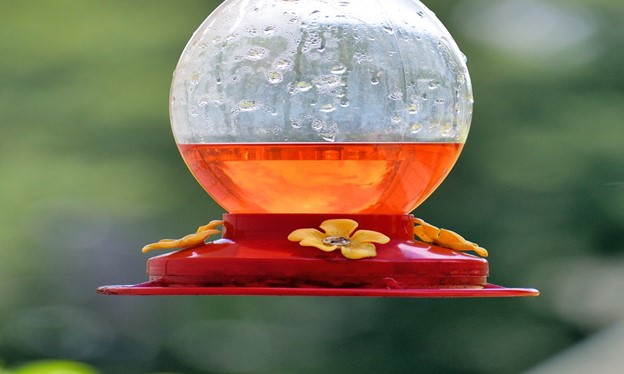 Hummingbird nectar